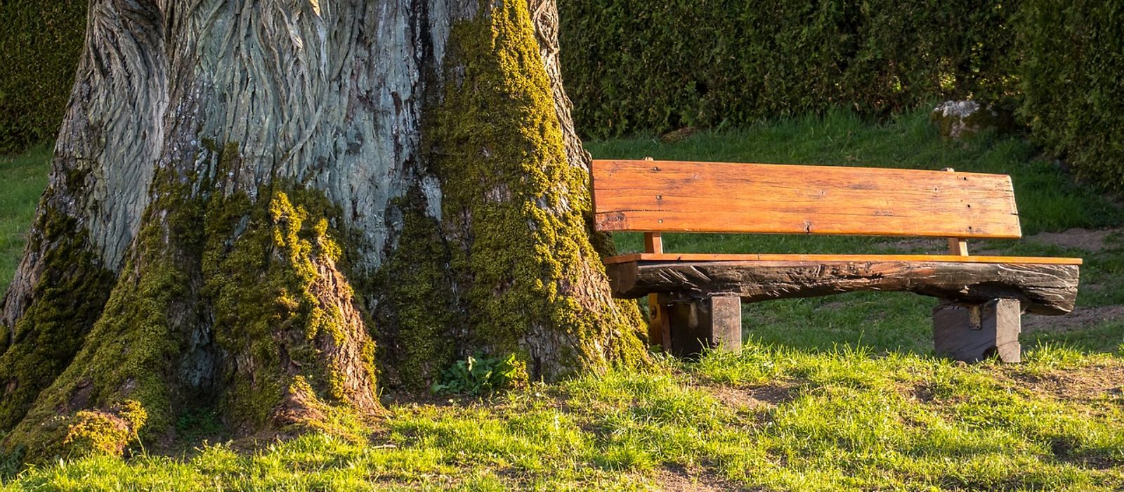 Dicker Baum, daneben eine Holzbank in der Abendsonne