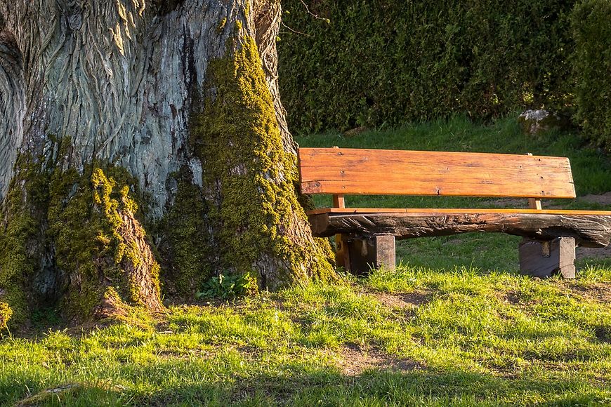 Dicker Baum, daneben eine Holzbank in der Abendsonne